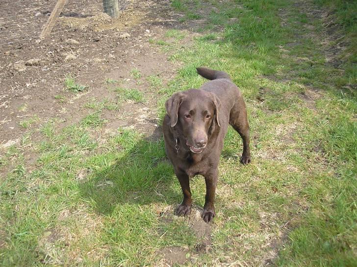 Labrador retriever Ballo  - En tur i marken kan man altid tage billede 1