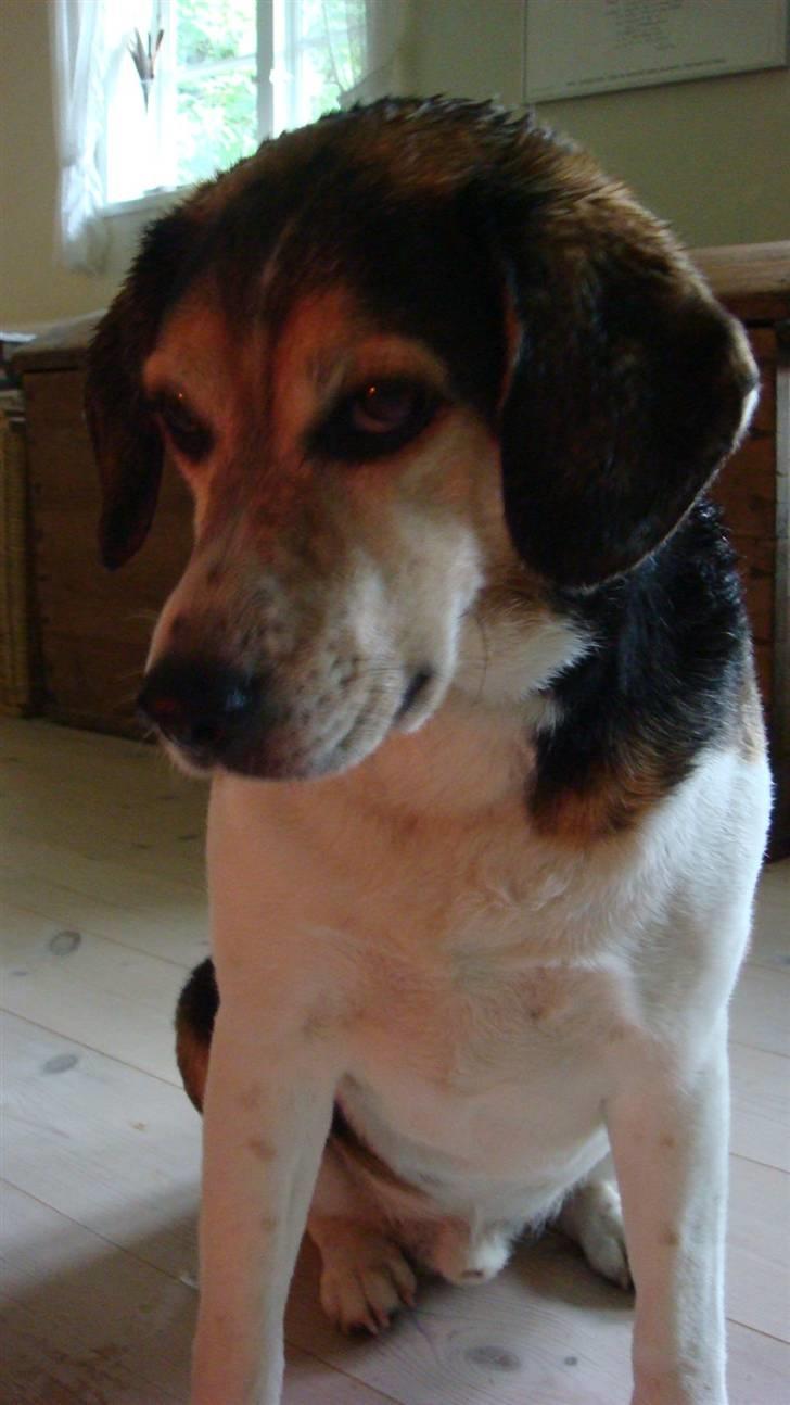 Blanding af racer Basse :] the lover dog.  - Langeland, Basse elskede det, det var bare herligt, her havde vi været ude i regnen.  billede 18