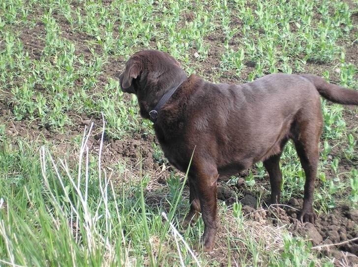 Labrador retriever Ballo  - Der går altså noget der nede som jeg gerne vil fange.... billede 2