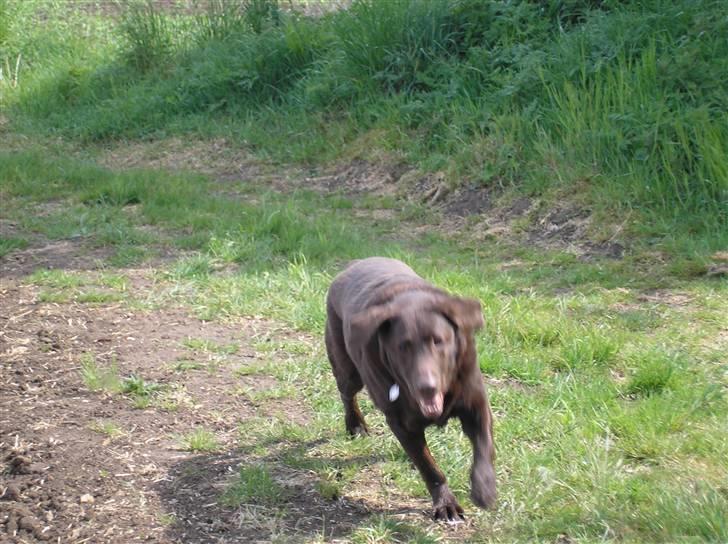 Labrador retriever Ballo  - Der var du! Du må ikke gemme dig. billede 4