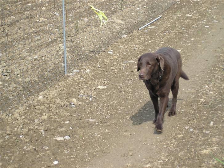 Labrador retriever Ballo  - Skal vi hjem nu? billede 5