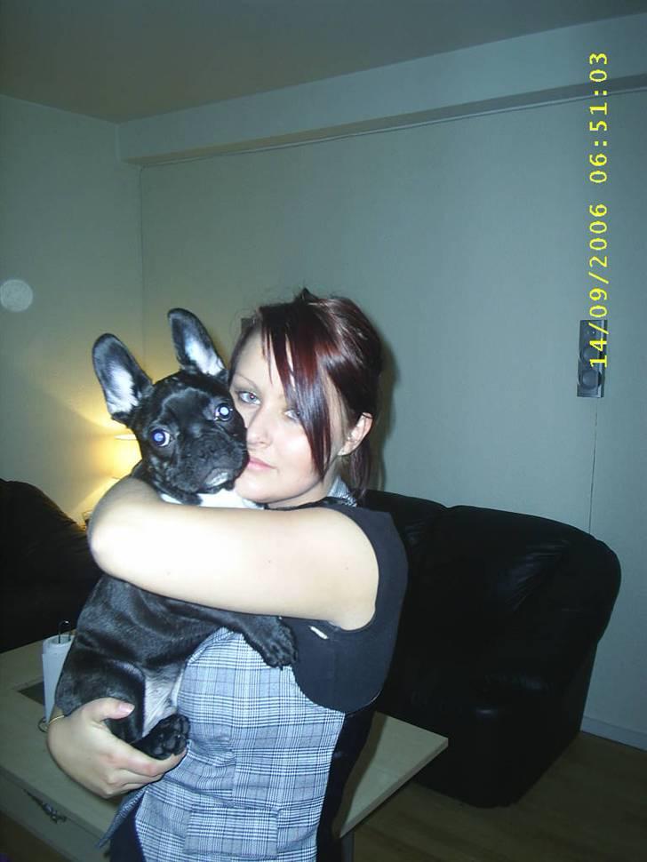 Fransk bulldog Rocky - R.I.P :'( <3 billede 19