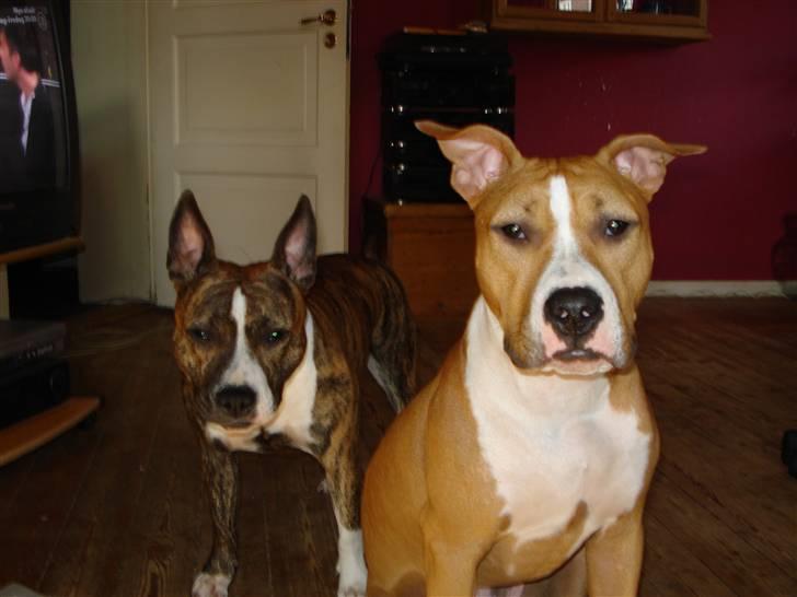 Blanding af racer bassemand billede 7