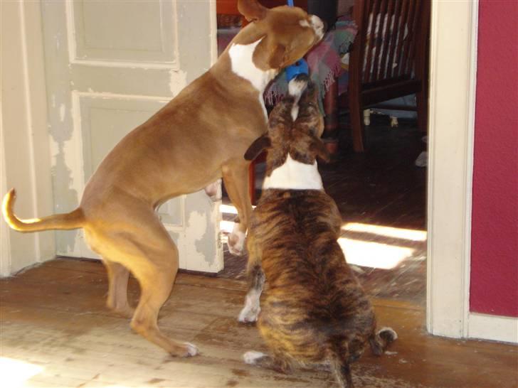 Blanding af racer bassemand billede 8