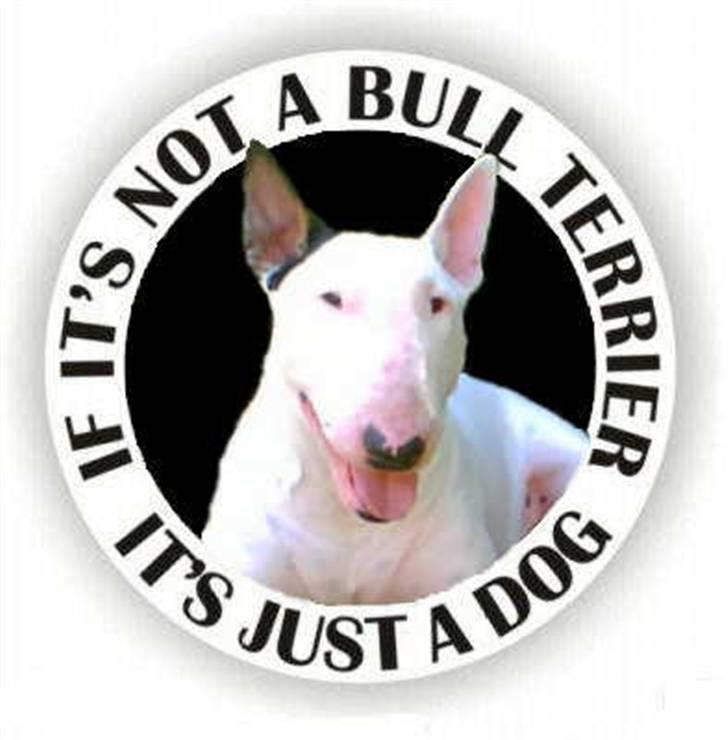 Bullterrier Dizzy fik fred 15.10.08 billede 2