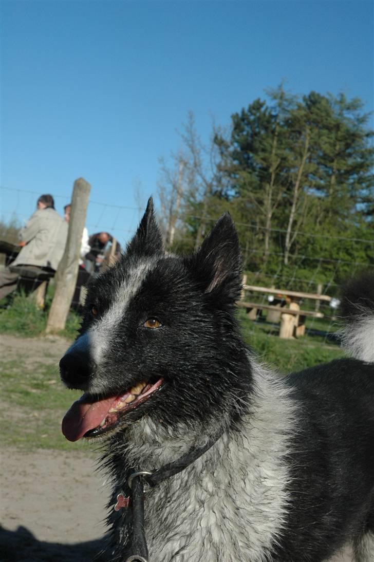 Karelsk bjørnehund Chili - Muddertøsen Chili billede 1