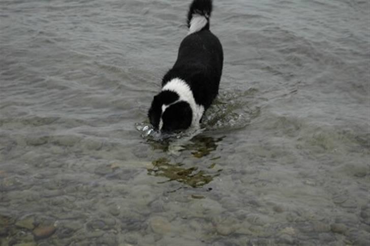 Karelsk bjørnehund Chili - jeg er og bliver en sand vandhund billede 2