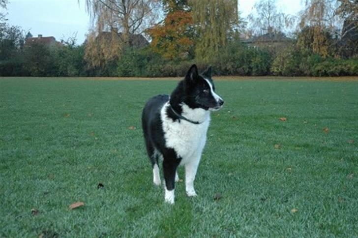 Karelsk bjørnehund Chili billede 3