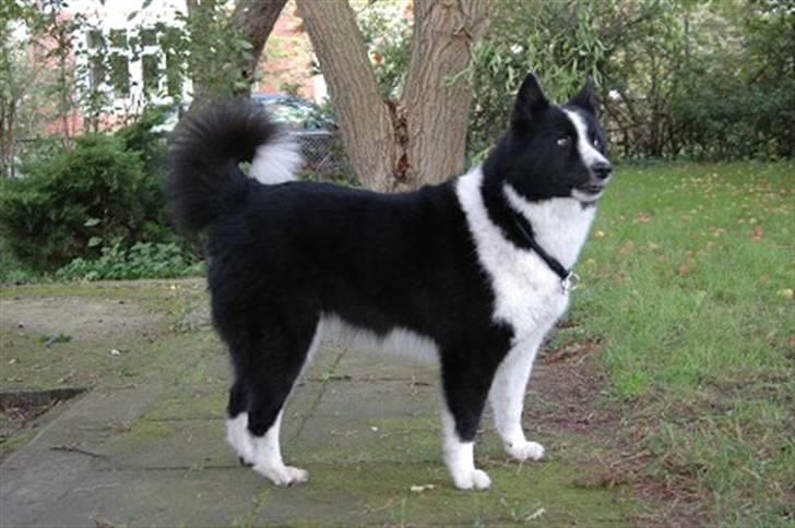 Karelsk bjørnehund Chili - man kan også være en pæn pige, hehe billede 4