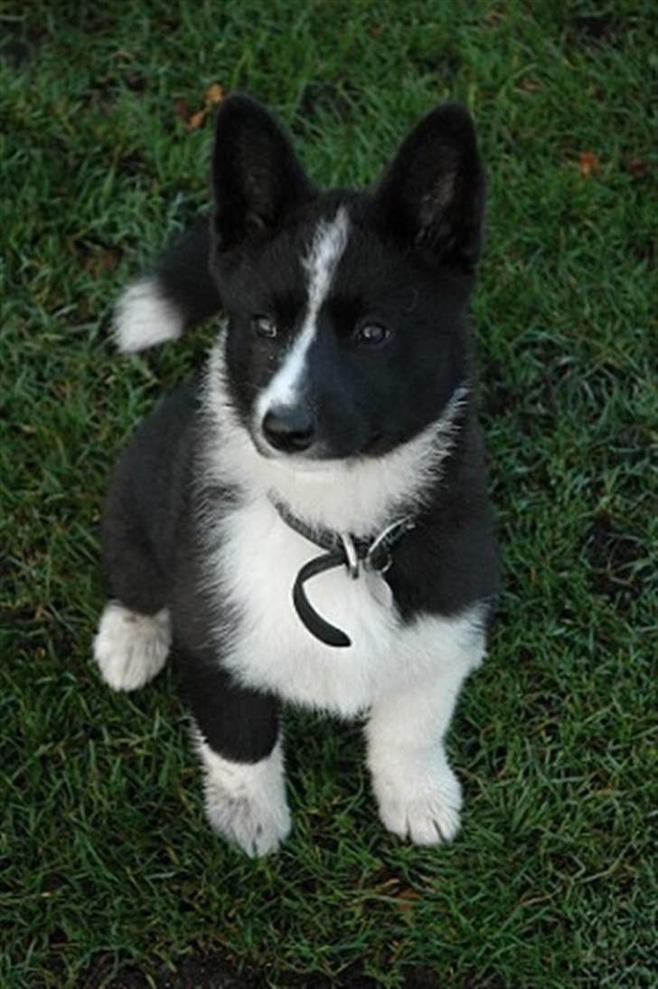 Karelsk bjørnehund Maya - er jeg ikke bare lidt lækker? billede 1