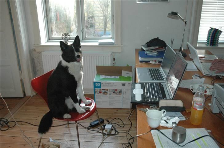 Karelsk bjørnehund Maya - Jeg skal lige holde styr på det hele.... billede 2