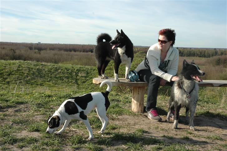 Karelsk bjørnehund Maya - familiebillede... eller hvad man kan kalde det:-) billede 3