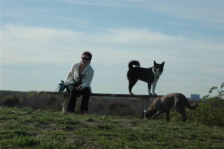 Karelsk bjørnehund Maya - en ægte kareler skal altid stå eller sidde på et eller andet...det er hende til højre, hehe billede 4