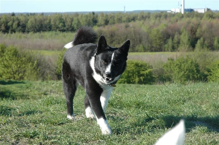 Karelsk bjørnehund Maya - charmetrold billede 5