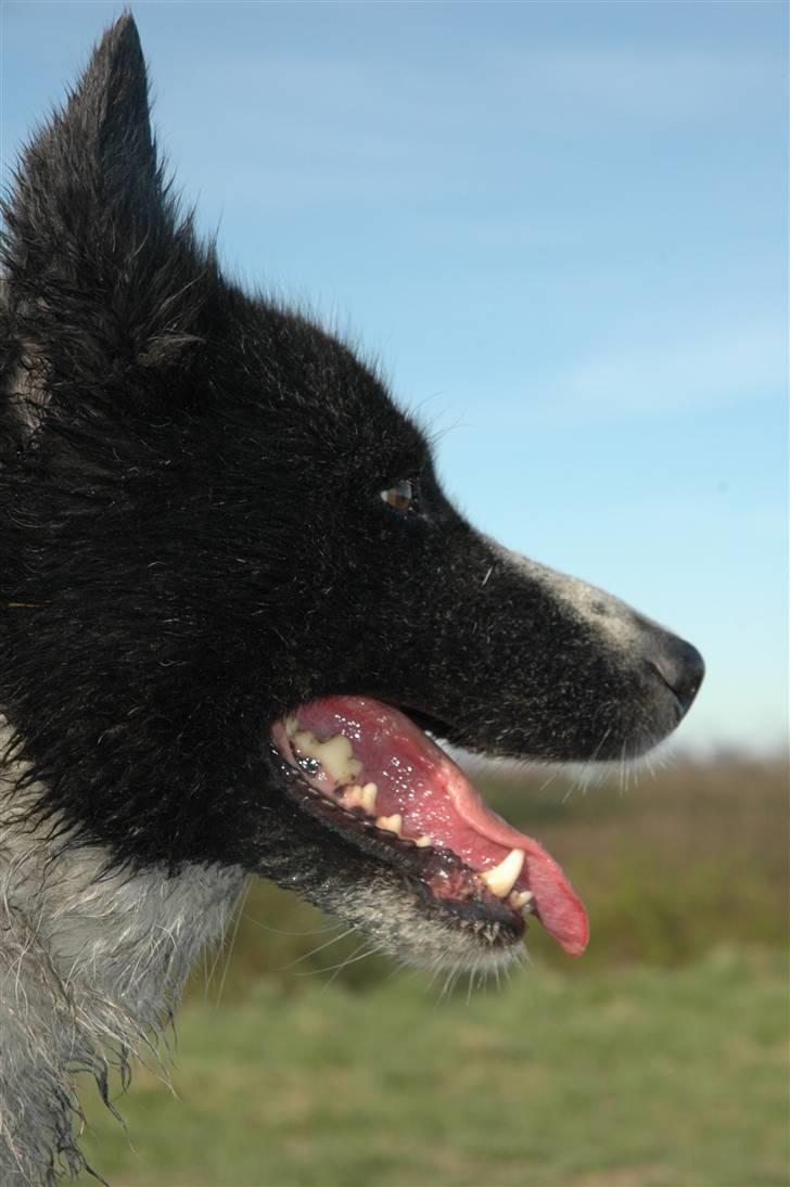 Karelsk bjørnehund Chili billede 5