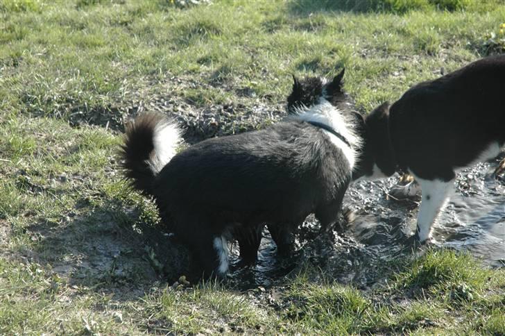 Karelsk bjørnehund Chili - vandhund mudderhund, det kan vel være det samme:-) billede 6