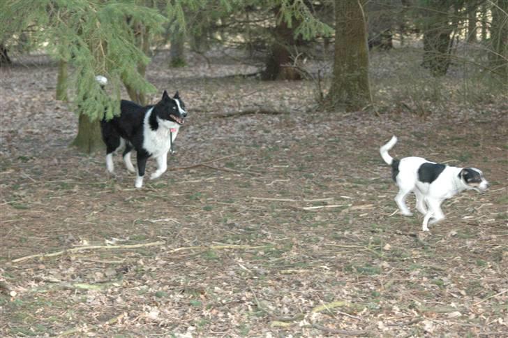 Karelsk bjørnehund Chili - fuld fart frem billede 7