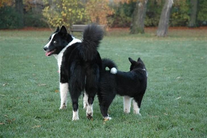 Karelsk bjørnehund Chili - ja ja mor, jeg skal nok passe på hende! billede 8