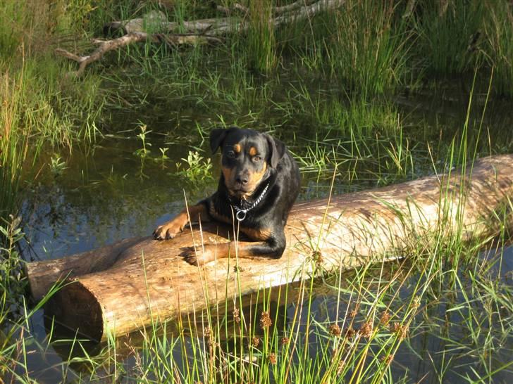 Rottweiler NALA - I kan da bare kom ud og hente mig billede 9