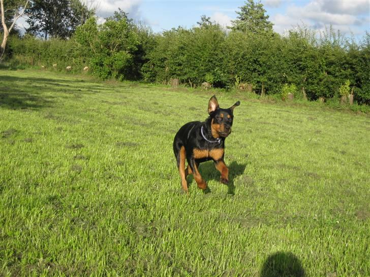 Rottweiler NALA - Miss flyveører billede 10