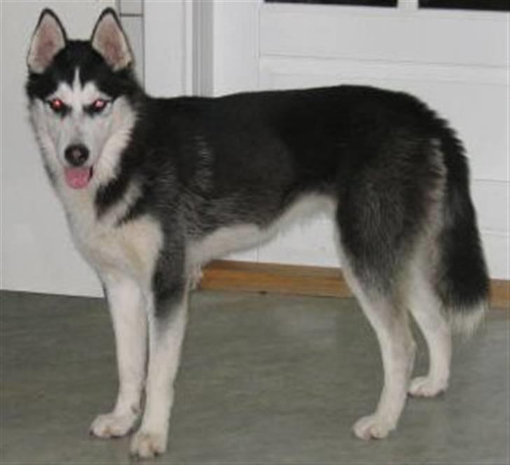 Siberian husky Sheeba *R.I.P* billede 1