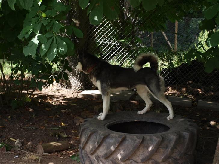 Siberian husky Sheeba *R.I.P* billede 2