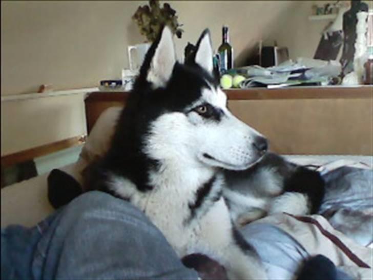 Siberian husky Sheeba *R.I.P* billede 3