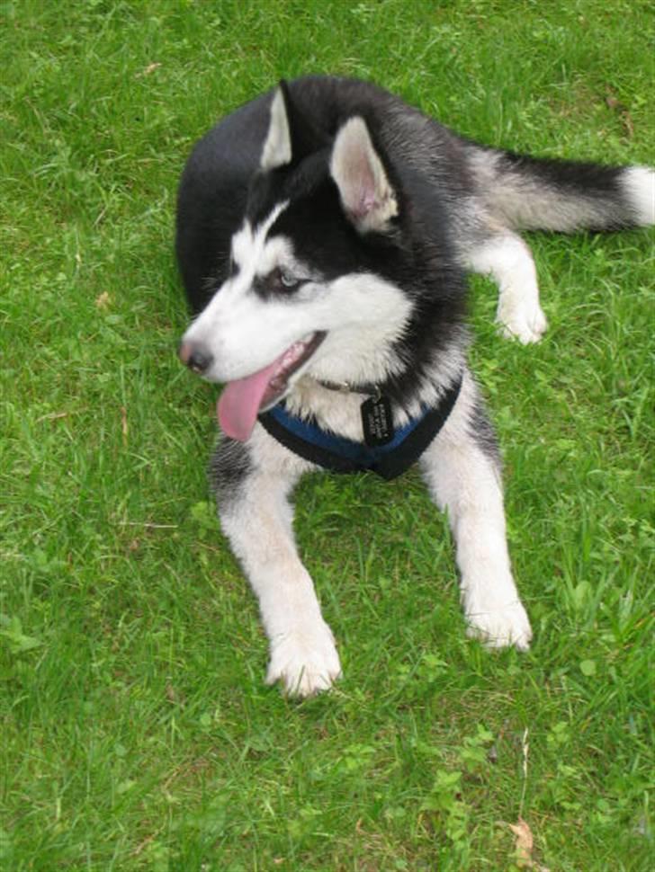 Siberian husky Sheeba *R.I.P* billede 4