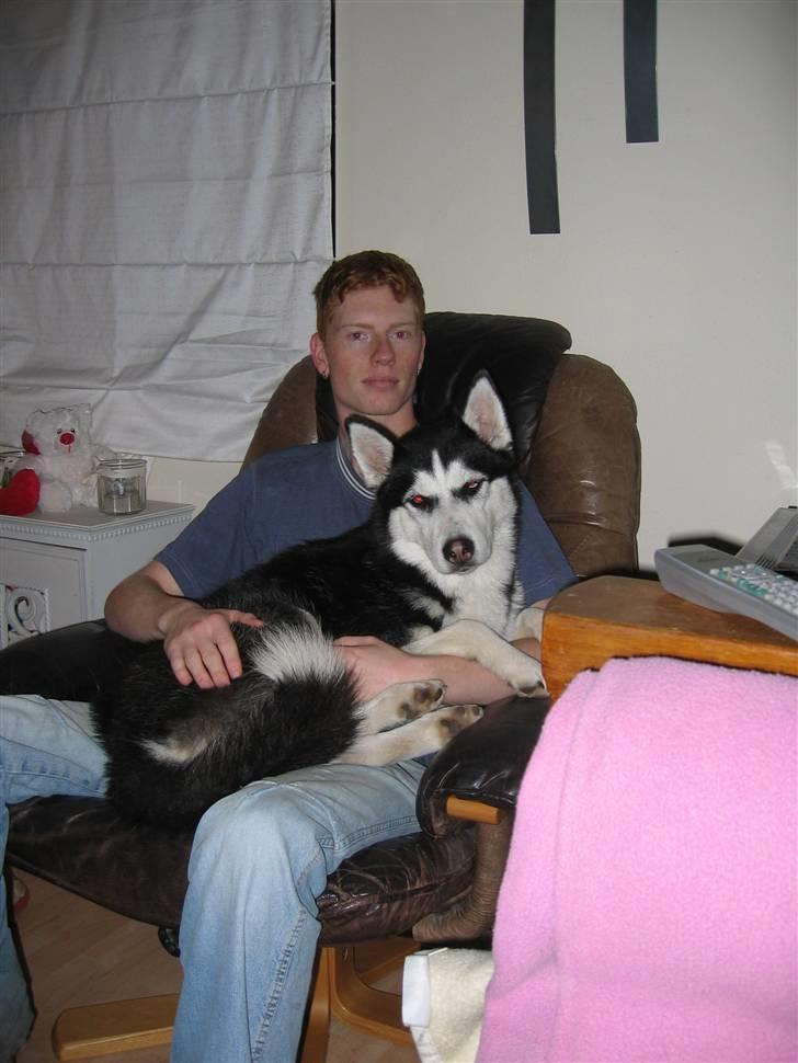Siberian husky Sheeba *R.I.P* billede 5