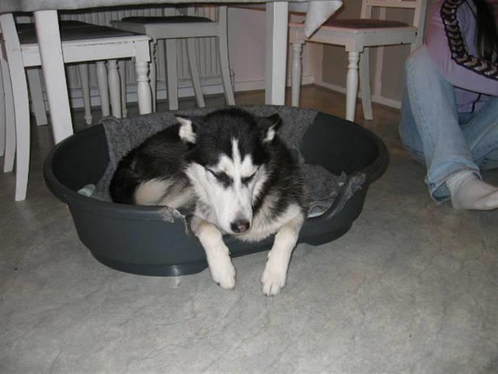 Siberian husky Sheeba *R.I.P* billede 6