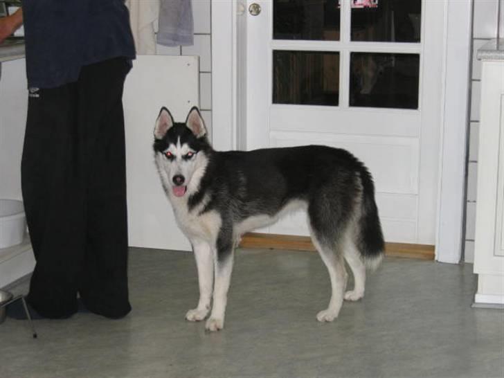 Siberian husky Sheeba *R.I.P* billede 7