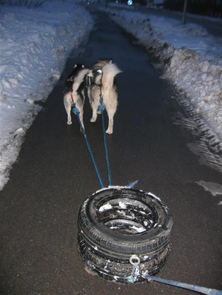 Siberian husky Sheeba *R.I.P* - vinter 2006/2007 og der arbejdes hehe billede 9