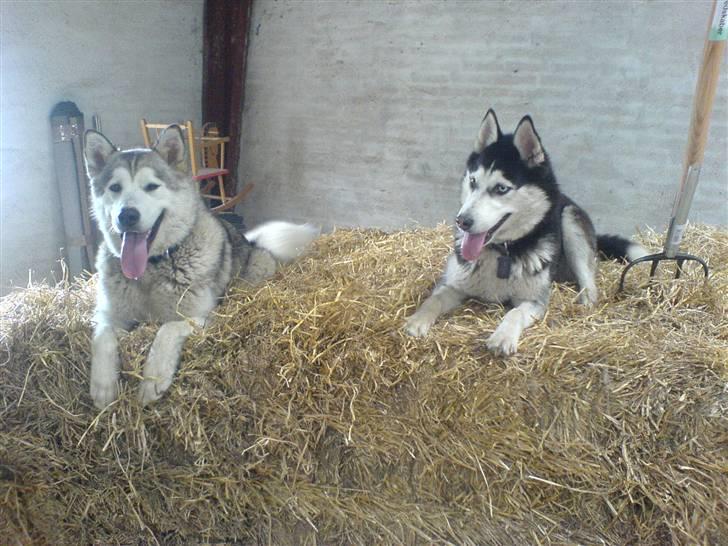 Siberian husky Sheeba *R.I.P* billede 11