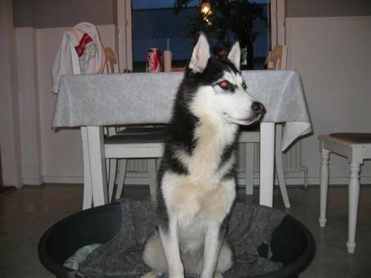 Siberian husky Sheeba *R.I.P* billede 12