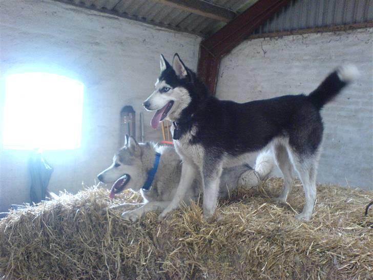 Siberian husky Sheeba *R.I.P* billede 13