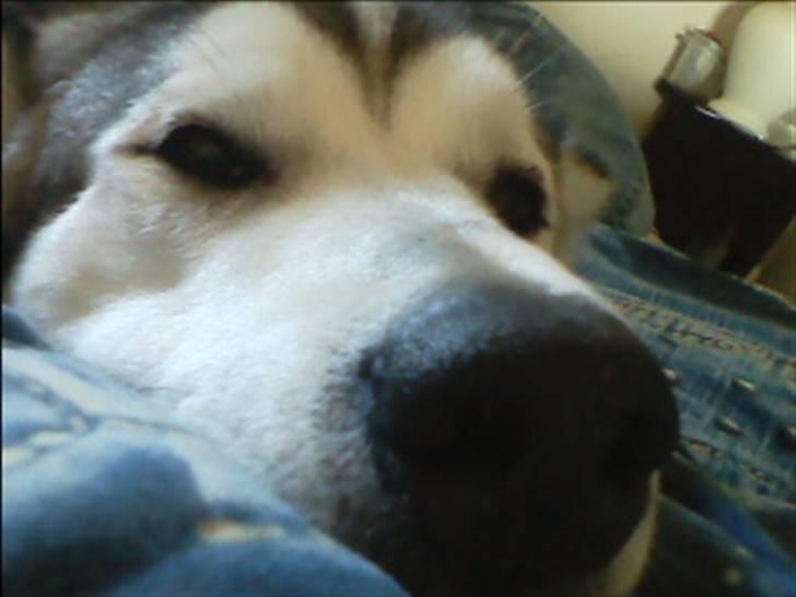 Alaskan malamute Chinook - Nøj hvor jeg dog ligner min farmand balto hehe billede 20