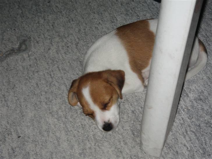 Jack russell terrier Tess - 3.Sover sødt billede 3