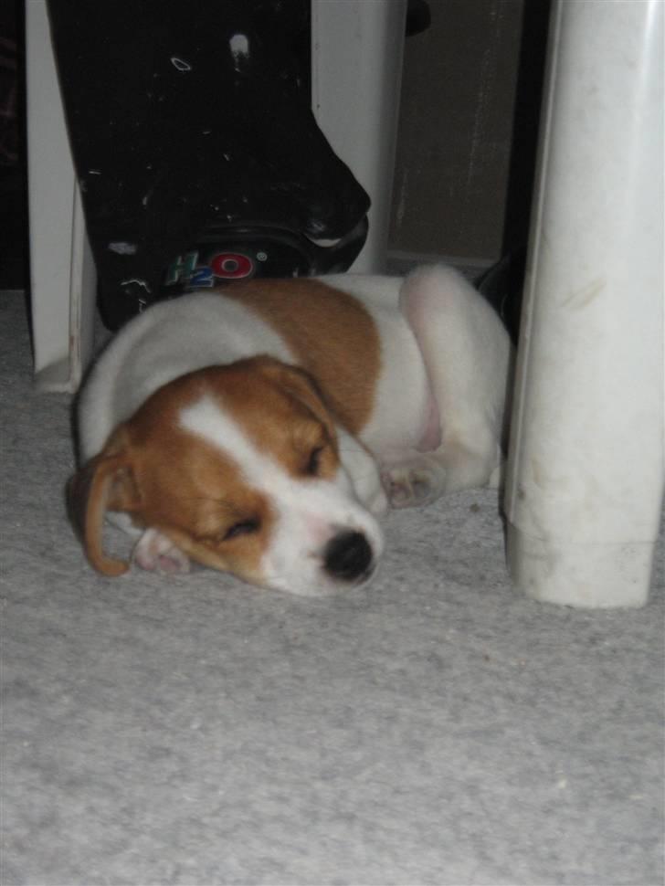 Jack russell terrier Tess - 4.En lille lur tæt ved mor billede 4