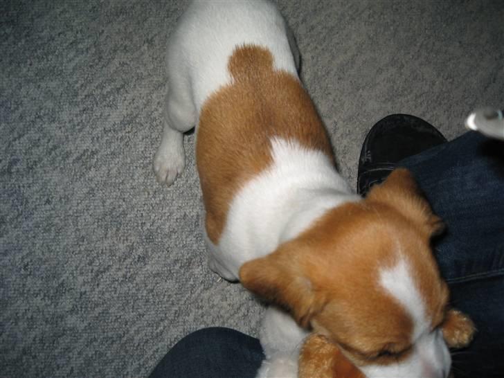 Jack russell terrier Tess - 5.Så skal der leges billede 5
