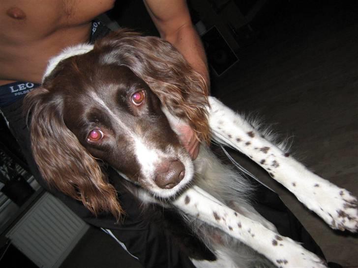 Kleiner münsterländer tjiggo - slip mig dog...!!! billede 1