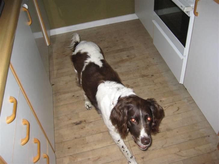 Kleiner münsterländer tjiggo - skulle bare lige kigge....:-) billede 2