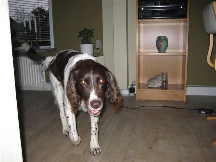 Kleiner münsterländer tjiggo billede 3