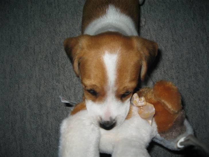 Jack russell terrier Tess - 6.Så skal teddy spises billede 6