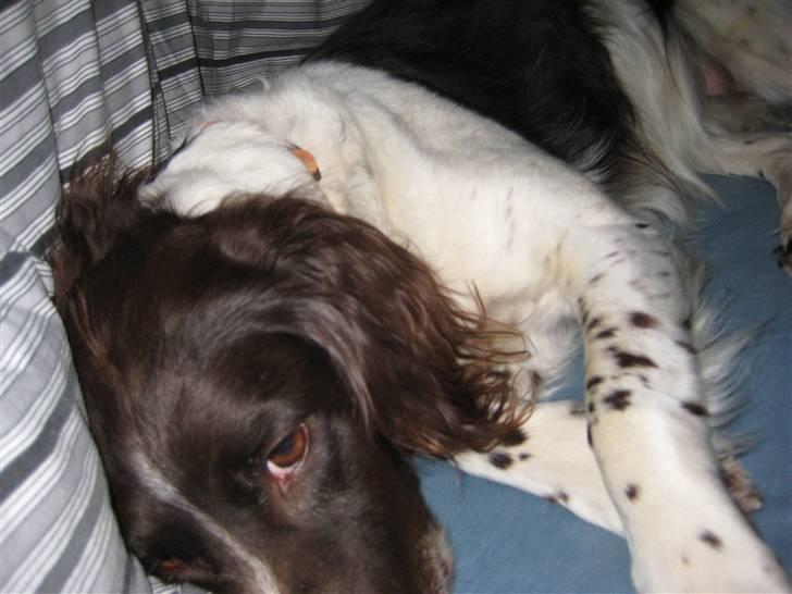 Kleiner münsterländer tjiggo - smut...prøver at sove her billede 4