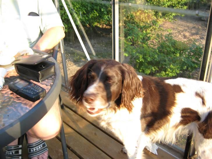 Kleiner münsterländer tjiggo billede 5