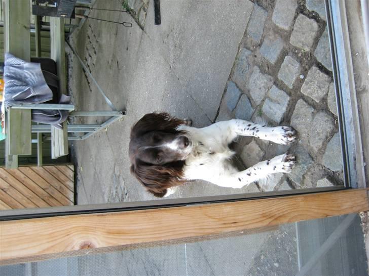 Kleiner münsterländer tjiggo - jeg er sku flotte hund var... billede 6