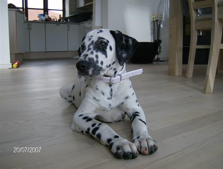 Dalmatiner Bella (potte) billede 1