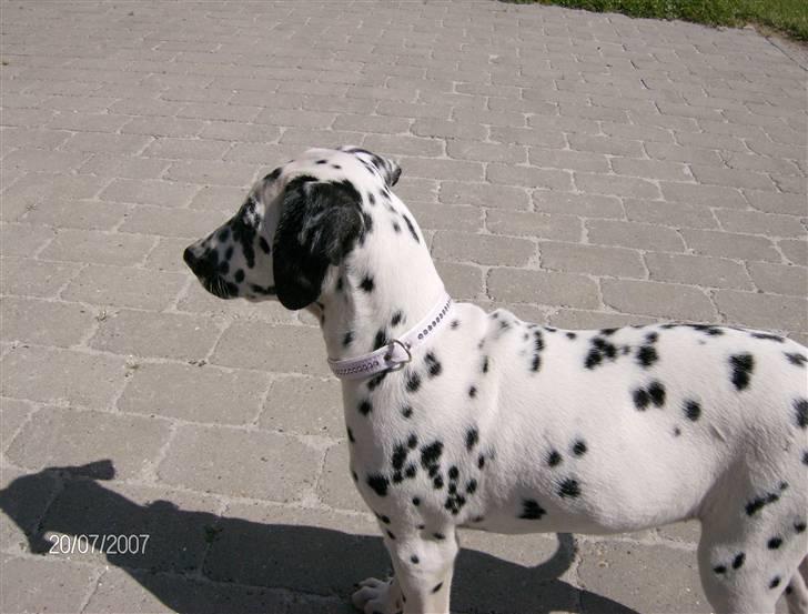 Dalmatiner Bella (potte) billede 2