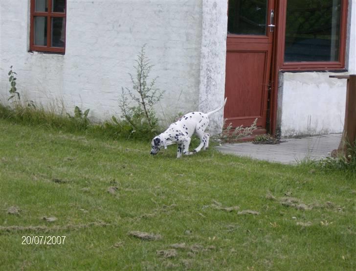 Dalmatiner Bella (potte) billede 3