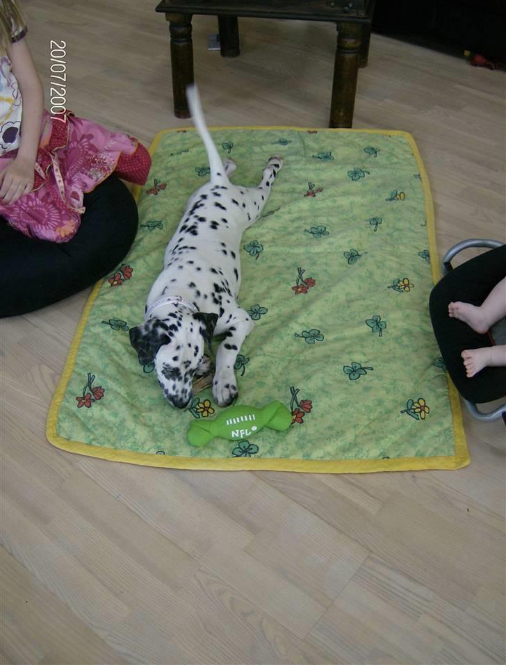 Dalmatiner Bella (potte) billede 4